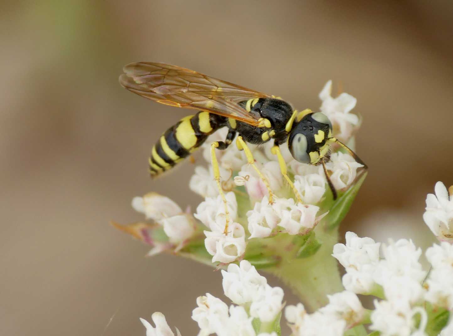 Philanthus venustus?